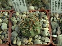 Lobivia_pugionacantha_v_culpinensis_TB054_1.jpg
