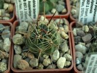 Lobivia_pugionacantha_v_culpinensis_TB057_1.jpg