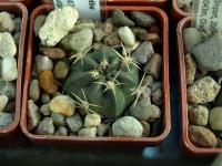 Lobivia_pugionacantha_v_haemantha_TB160_1.jpg