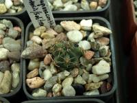 Lobivia_pugionacantha_v_salitrensis_TB064_1.jpg