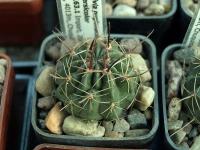Lobivia_pugionacantha_v_versicolor_TB163_1.jpg