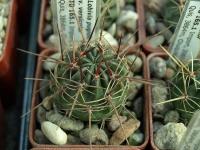 Lobivia_pugionacantha_v_versicolor_TB165_1.jpg