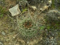 Lobivia_pugionacantha_v_versicolor_TB876_1.jpg