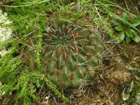 Lobivia_pugionacantha_varieta_TB879_1.jpg