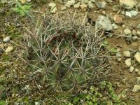 Lobivia_pugionacantha_varieta_TB881_1.jpg