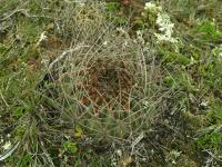 Lobivia_pugionacantha_varieta_TB882_1.jpg