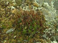 Lobivia_pugionacantha_varieta_TB883_1.jpg