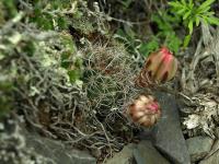 Lobivia_saltensis_TB732_1.jpg