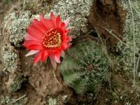 Lobivia_saltensis_TB736_1.jpg