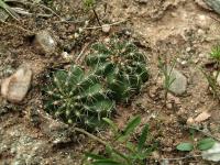 Lobivia_saltensis_TB737_1.jpg