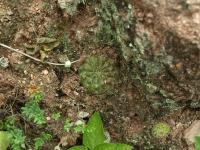 Lobivia_saltensis_TB738_1.jpg