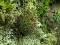 Lobivia_saltensis_v_multicostata_TB728_1.jpg