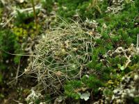 Lobivia_sanguiniflora_TB716_1.jpg