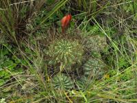 Lobivia_schieliana_v_leptacantha_TB769_1.jpg