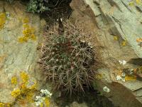 Lobivia_schreiteri_v_riolarensis_TB674_1.jpg