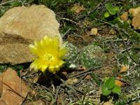 Lobivia_tiegeliana_v_flaviflora_TB866_1.jpg