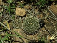 Lobivia_tiegeliana_v_pusilla_TB865_1.jpg
