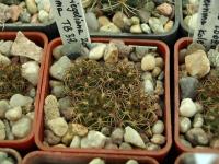 Lobivia_tiegeliana_v_ruberrima_TB037_1.jpg