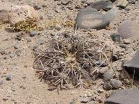 TB007_1_Gymnocalycium_spegazzini.jpg