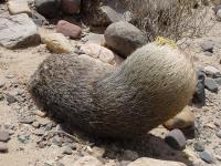 TB007_2_Pyrrhocactus_umadeave.jpg