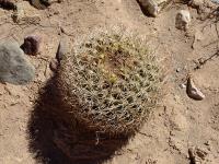 TB016_2_Gymnocalycium_tilcarensis.jpg