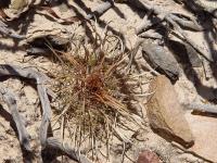 TB017_2_Parodia_maassii.jpg