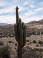 TB017_3_Trichocereus_pasacana.jpg