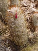 TB018_4_Oreocereus_trollii.jpg
