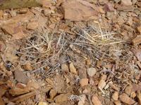 TB020_1_Lobivia_pugionacantha.jpg