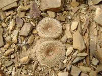 TB022_2_Yavia_cryptocarpa.jpg