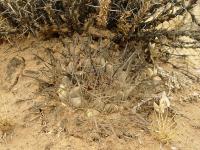 TB025_3_Neowerdermannia_vorwerkii.jpg