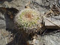 TB031_1_Echinopsis_mamillosa_v_kermesina.jpg