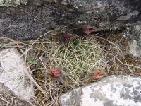 TB032_1_Lobivia_chrysochete.jpg