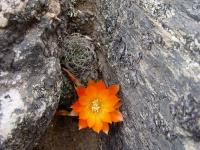 TB032_2_Rebutia_margarethae.jpg