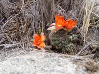 TB033_2_Rebutia_atrovirens_v_ritteri.jpg
