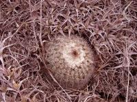 TB034_3_Parodia_tumbayana.jpg