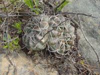 TB035_1_Echinopsis_obrepanda.jpg