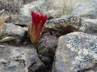 TB036_1_Sulcorebutia_tarijensis.jpg