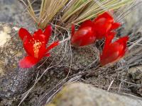 TB036_2_Rebutia_minutissima.jpg