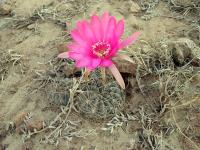TB038_1_Lobivia_cardenasiana.jpg