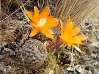 TB042_3_Rebutia_heliosa_varieta.jpg