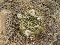 TB046_1_Lobivia_cardenasiana.jpg
