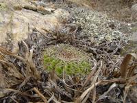 TB046_2_Echinopsis_mamillosa.jpg