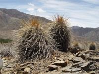 TB049_2_Parodia_maxima.jpg