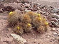 TB050_2_Weingartia_cintiensis.jpg