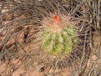 TB051_3_Parodia_camargensis_v_prolifera.jpg