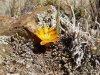 TB054_5_Rebutia_pygmaea_v_diersiana_f_rutiliflora.jpg