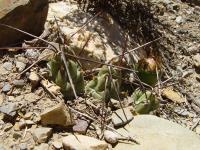 TB056_8_Cumulopuntia_boliviana.jpg