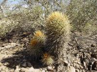 TB061_2_Parodia_optusa.jpg