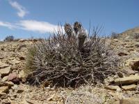 TB067_2_Echinopsis_obrepanda.jpg